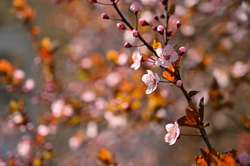 Spring flowers. Beautifully blossoming tree branch. Cherry - Sakura and sun with a natural colored background