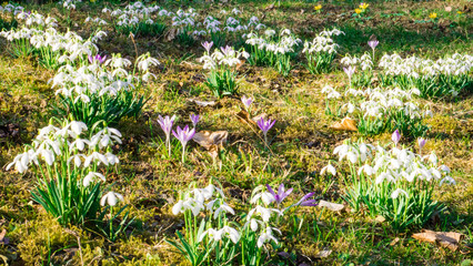 Snowdrops crocus fresh flower. Spring background. Beautiful spring field flowers in grass on sunny day. Close up view with blurred background. - 259775239