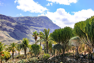 Fototapeta premium Cactus plantation and summer time 