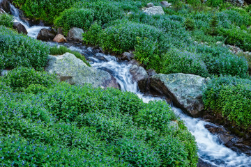 Fototapeta na wymiar Wildflowers, mostly bluebells, blossom along tumbling creek that feeds into Huerfano River near Mount Lindsey, Colorado