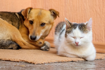 The dog and the cat are lying on the carpet together. Dog and cat are friends_