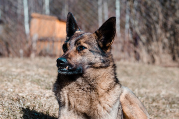 the dog lies on the ground. shallow depth of field.