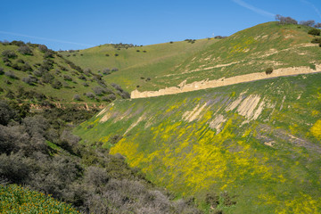 Beautiful vista of wildflowers, rolling hills and the San Andreas Fault along Highway 58 near...