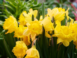 Yellow daffodil close up. Daffodils on a dark background.