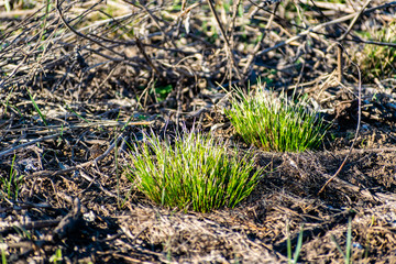 Green, young and fresh vegetation among the dry grass, the first sign of the spring season and warmth. New growing life. Flowers, bulbs and lawn. Germination and cultivation in the garden and field.