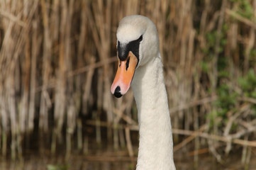 Obraz premium portrait of a swan