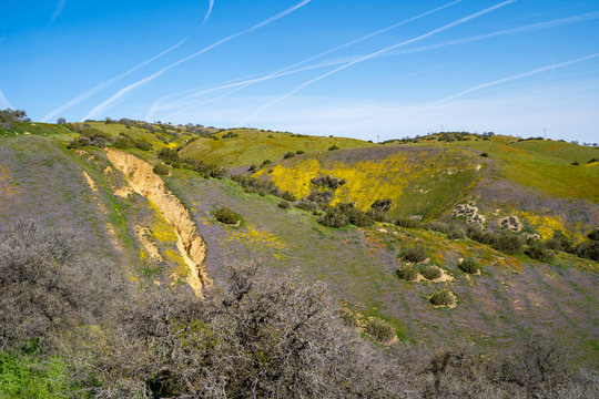 View of the San Andreas Fault along Highway 58 in California, at Carrizo Plain National Monument. Wildflowers in purple and yellow during super bloom