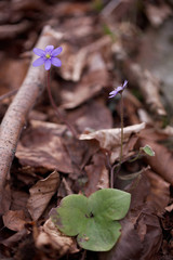 Leberblümchen