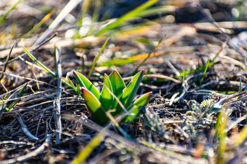 Green, young and fresh vegetation among the dry grass, the first sign of the spring season and warmth. New growing life. Flowers, bulbs and lawn. Germination and cultivation in the garden and field.