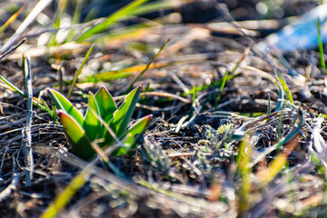 Green, young and fresh vegetation among the dry grass, the first sign of the spring season and warmth. New growing life. Flowers, bulbs and lawn. Germination and cultivation in the garden and field.