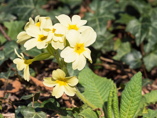 Blooming primrose or primula. Spring background. Yellow flowers with green leaves on greenary background on sunny day in spring. Close up view - 259776480