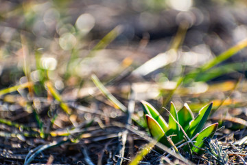 Green, young and fresh vegetation among the dry grass, the first sign of the spring season and warmth. New growing life. Flowers, bulbs and lawn. Germination and cultivation in the garden and field.