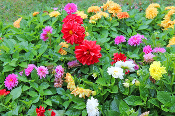 Bright flowers dahlias in the flower bed