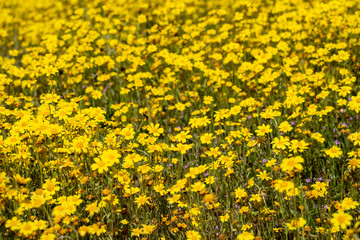 Large field of goldfield hillside daisies during California superbloom