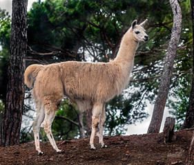 Llama between pines. Latin name - Lama glama