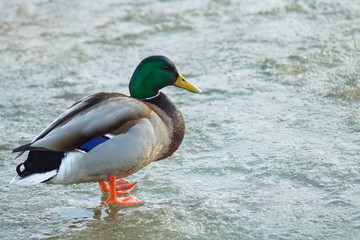 Duck freezes on the ice of the pond closeup