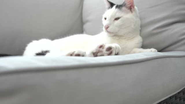 abby domestic shorthair cat grooming on the sofa looking at camera  4k video