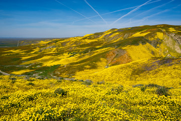 Bright yellow wildflowers and rolling hills at Carrizo Plain National Monument during the superbloom