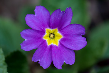 Makroaufnahme der lila Blüte einer wilden Gartenprimel im Frühling mit Details des Blütenstempel