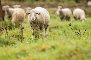 Obraz na płótnie Canvas Flock of sheep in beautiful green meadow in Latvia.
