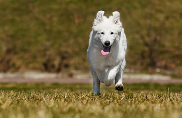 white swiss dog for a walk