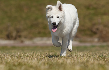 white swiss dog for a walk