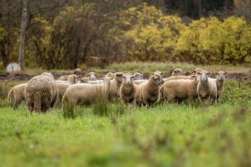 Flock of sheep in beautiful green meadow in Latvia