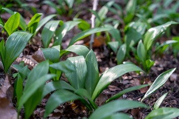 Bärlauch im Wald im Frühling