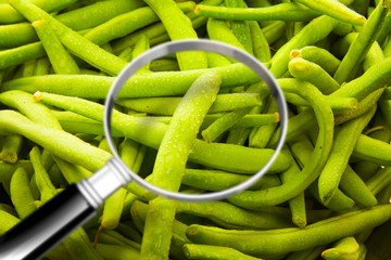 Quality control about freshness green beans - HACCP (Hazard Analyses and Critical Control Points) concept image with beans seen through a magnifying glass
