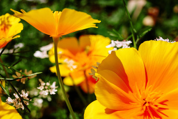 Beautiful flower garden with a blurred background