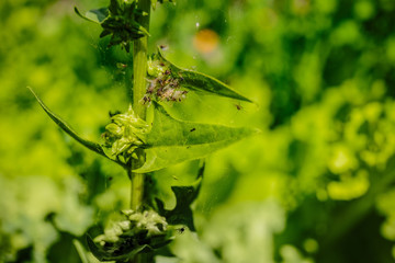 Beautiful flower garden with a blurred background