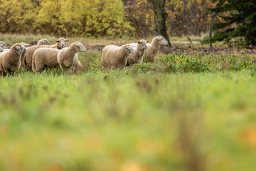 Obraz premium Flock of sheep in beautiful green meadow in Latvia.