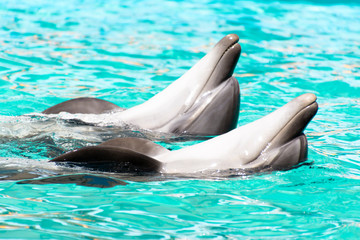 Two lovers dolphin swimming in pure blue water
