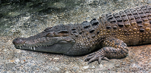Philippine crocodile on the ground. Latin name - Crocodylus mindorensis