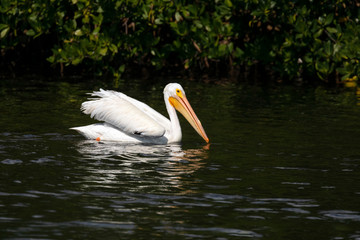 American White Pelican - An American white pelican swims as fishes on the waters of Ding Darling National Wildlife Refuge on Sanibel Island, Florida.