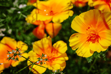 Beautiful flower garden with a blurred background