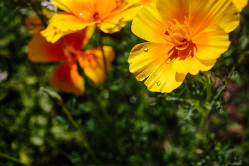 Beautiful flower garden with a blurred background