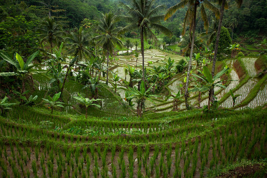 Terraced rice fields, Sukabumi, West Java, Indonesia