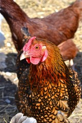 Red Hens