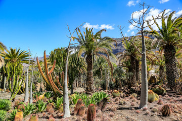 Fototapeta premium Cactus plantation and summer time 