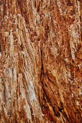 Fototapeta premium Rotted Wood Texture