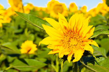 yellow flowers on a green background of blue sky