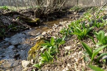 Bärlauch am Bach im Wald