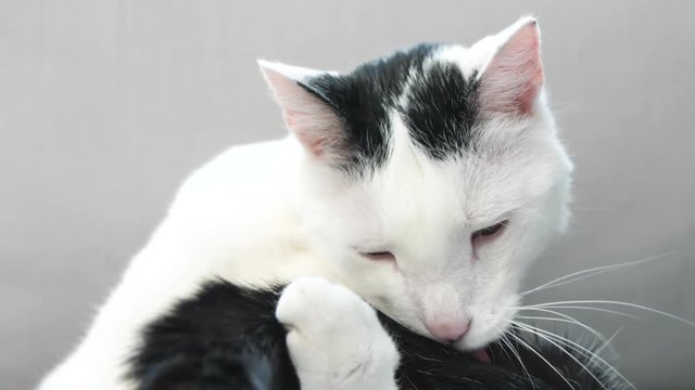 abby domestic shorthair cat grooming on the sofa looking at camera  4k video