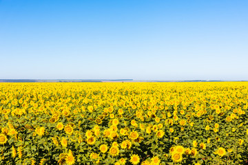 Obraz premium field of sunflowers