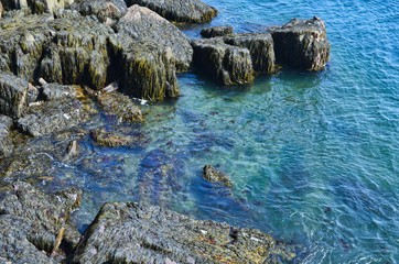 Digby Peninsula Rocks in the Ocean with Seaweed Nova Scotia Canada