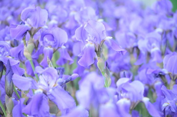 purple flowers background