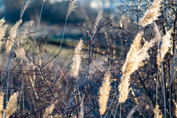 Obraz premium Golden, fluffy, soft and pleasant to the touch, the ear of reeds, against the blue sky in the evening at sunset. Small colorful landscape, beautiful picture.
