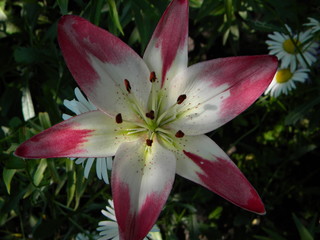 pink lily on black background