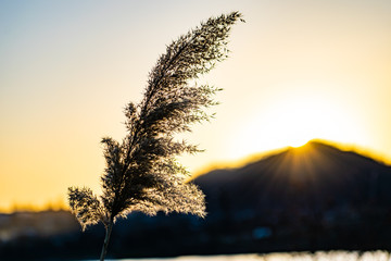Golden, fluffy, soft and pleasant to the touch, the ear of reeds, against the blue sky in the evening at sunset. Small colorful landscape, beautiful picture.